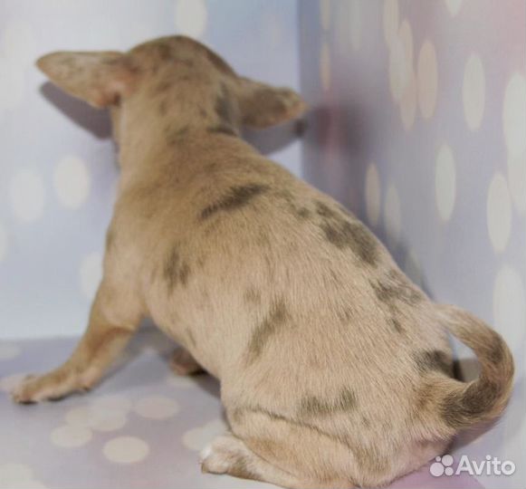 Необычная девочка