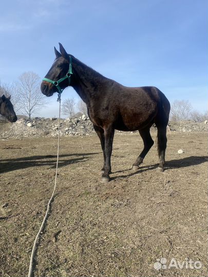 Продам жеребую кобылку