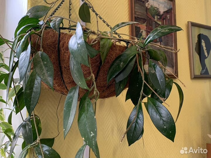 Комнатные цветы