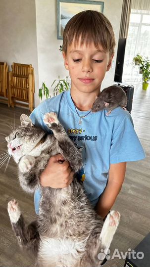 Крыса Дамбо от ratQueen