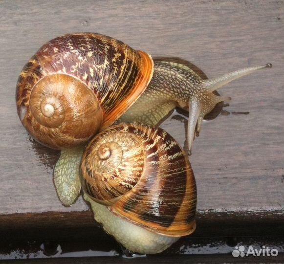 Очищенные улитки