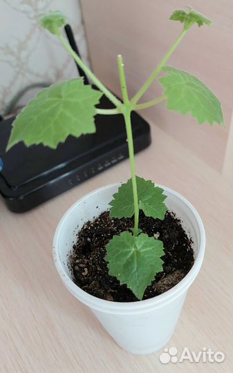 Лофоспермум красный и белый