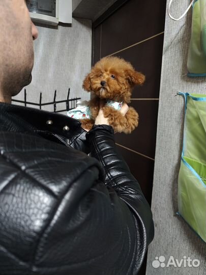 Мальтипу девочка super red brown