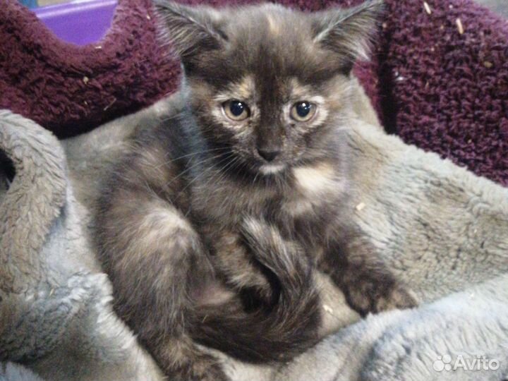 Котята бесплатно