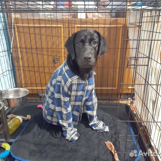 Продам щенка Лабрадора 6 месяцев