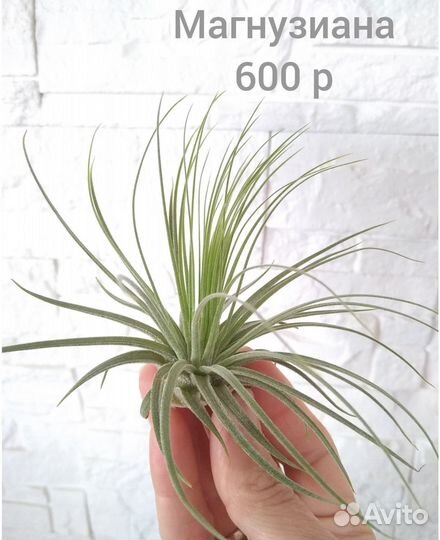 Тилландсии атмосферные ч.4 (средний размер)