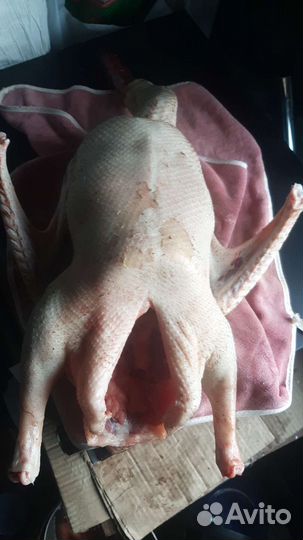 Мясо гуся, мясо утки,Яйцо куриное, жир гусиный