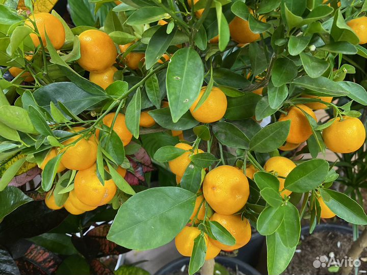 Мандариновое дерево Н120