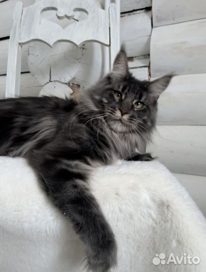 Котята мейн-кун девочки