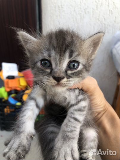 Котята (девочки)в добрые руки бесплатно