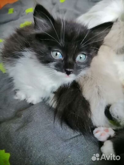 Сибирская кошка