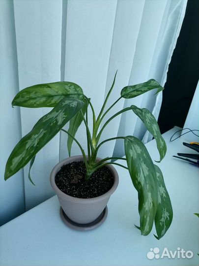 Фикус бенджамина в горшке