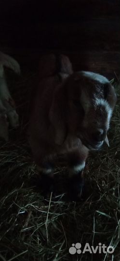 Нубийские козлята