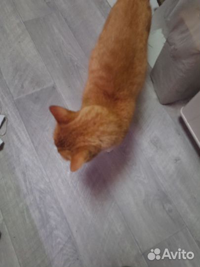 Отдать в хорошие руки