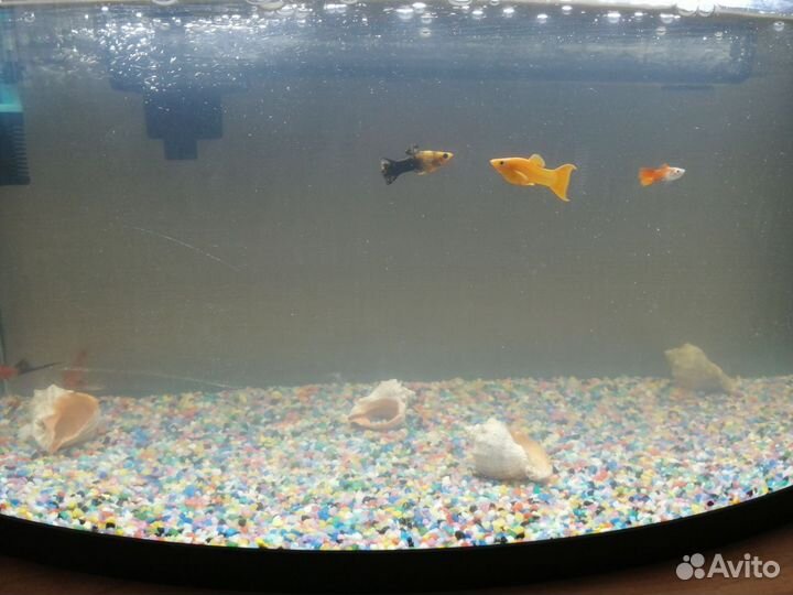 Аквариум
