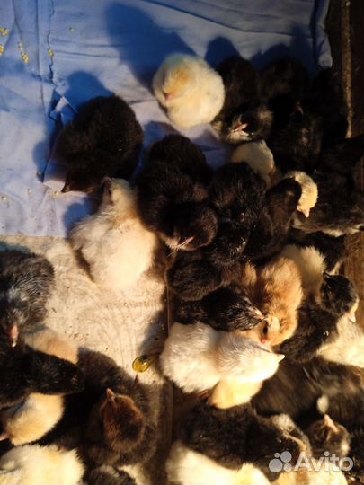 Индюшата, цыплята