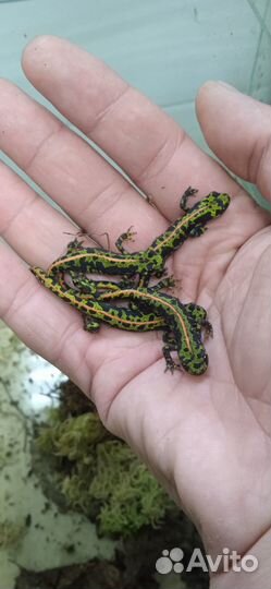 Мраморные тритоны