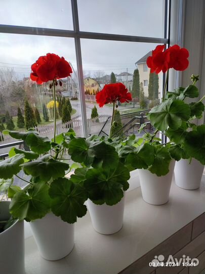 Пеларгония герань