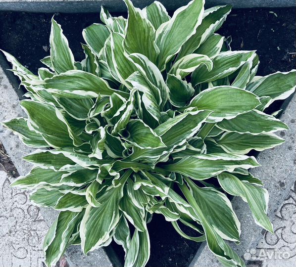 Хоста, Гортензия, Флоксы,Многолетние для сада