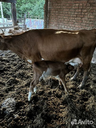 Коровы с бычками