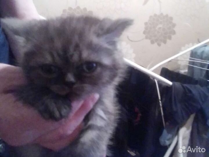 Шотландские котята