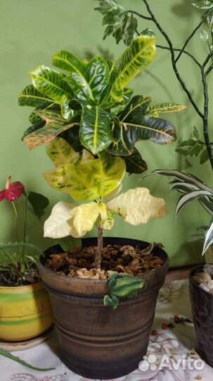 Комнатные цветы