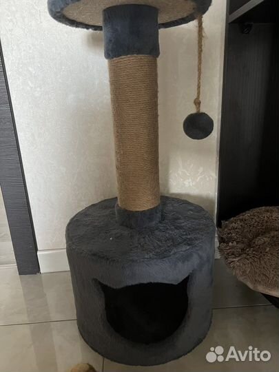 Шотландец прямоухий