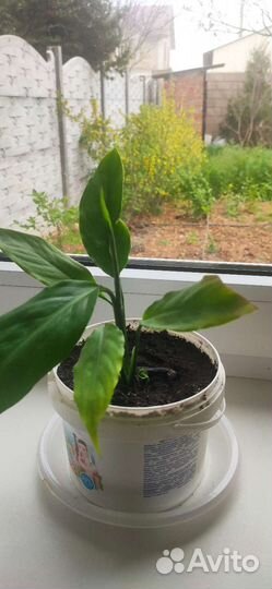 Спатифиллюм