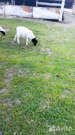 Овцы дорпер