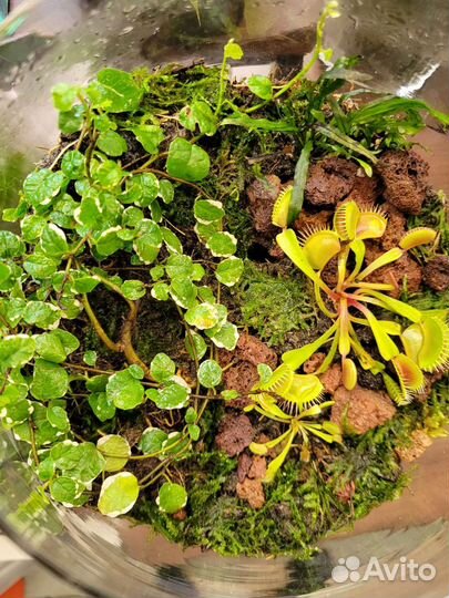 Флорариум Хищный Подарок Интерьер