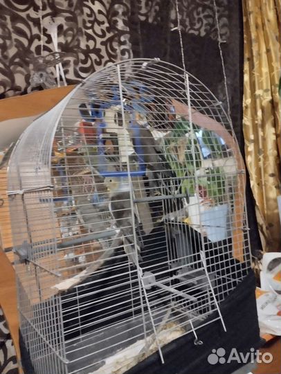 Пара попугаев корелла