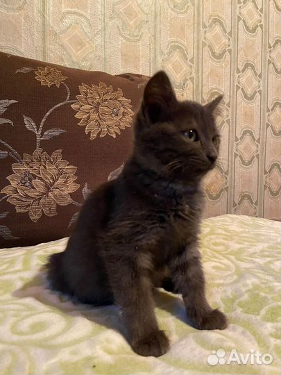 Шотландская