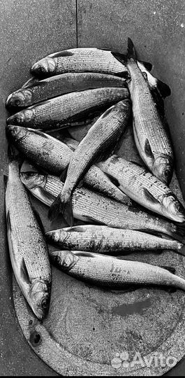 Живая Рыба Хариус (доставка )