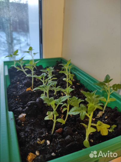 Рассада балконных томатов