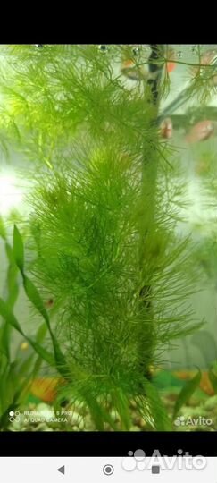 Аквариумные растения