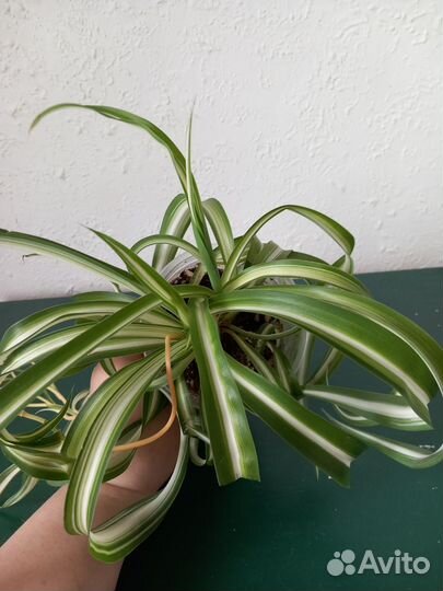 Хлорофитум кудрявый