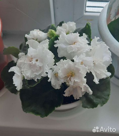 Фиалка белая цветущая в горшке 