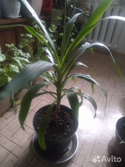 Комнатные цветы