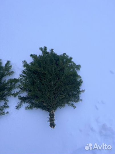 Пихтовые веники