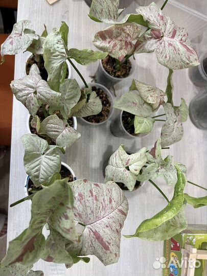 Сингониум Milk confetti