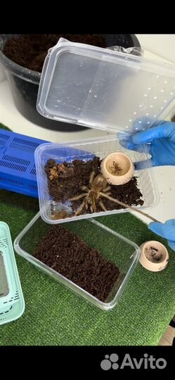 Паук птицеед