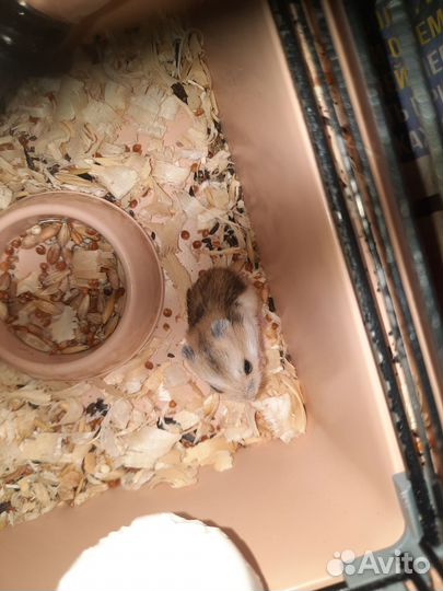 Джунгарский хомяк