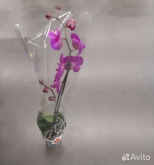 Орхидея фаленопсис