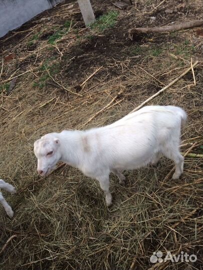 Коза и козлята ламанча