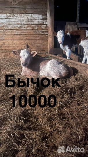 Телята телки