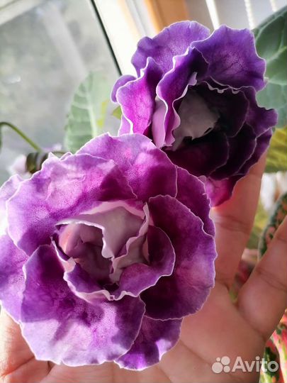 Глоксиния махровая