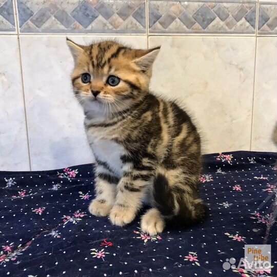 Шотландский мраморный котёнок мальчишка