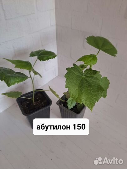 Комнатные растения