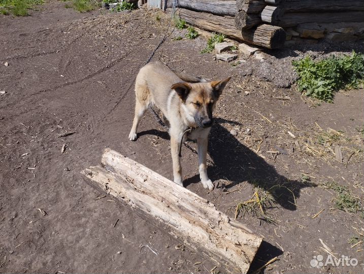 Отдам собаку в хорошие руки