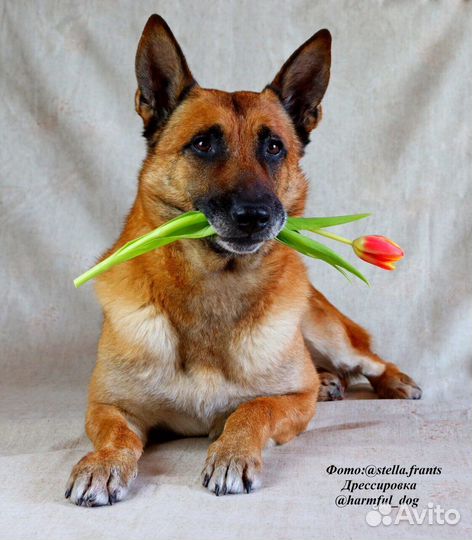 Дрессировка собак